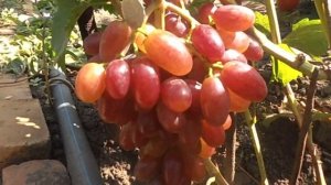 Виноград Гусар