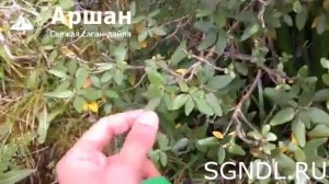 Заготовка Саган-Дайля (рододендрон Адамса)