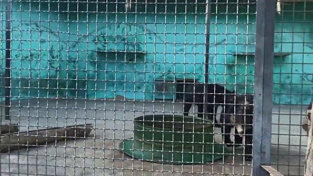 Прогулка по зоопарку "Тайган", отдых в Крыму. смотреть онлайн