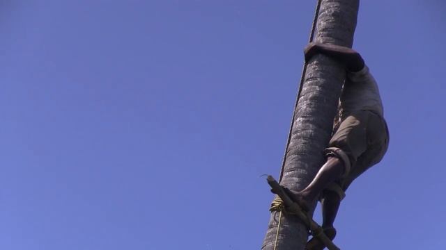 Срубить пальму. смотреть онлайн