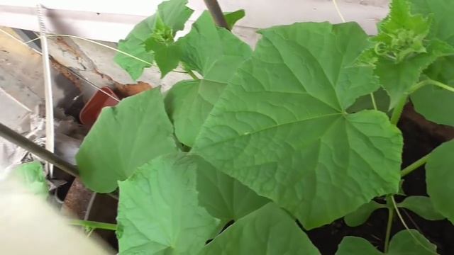 Обработка огурцов сывороткой. Лучшие народные средства! смотреть онлайн