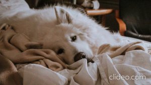 колыбельная для собак