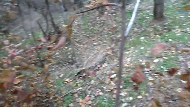 Барсучья нора,охота на барсука.Nora badger,hunting badger смотреть онлайн