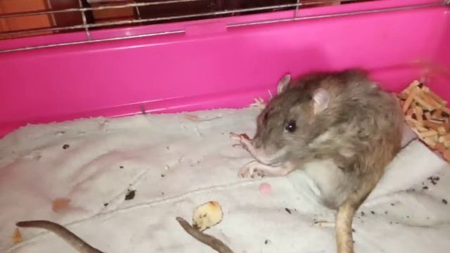 Жили-были дед и бабка. А точнее, Гуся и Кипиш, пасюки. смотреть онлайн