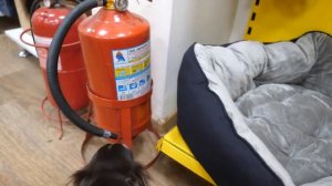 Собака сама выбирает, что купить в зоомагазине! Покупаю собаке всё к чему она прикоснется в магазин