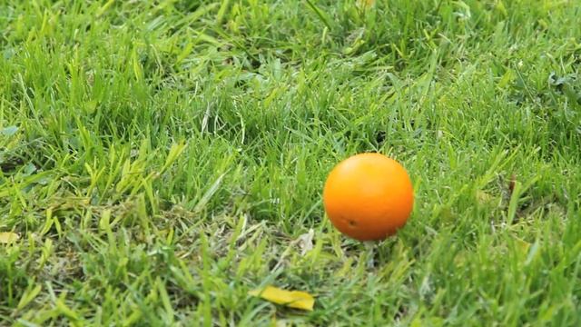 Golf Fruit смотреть онлайн