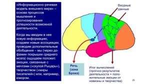 Лекция «Мозг: любопытство и креатив» Вячеслава Дубынина