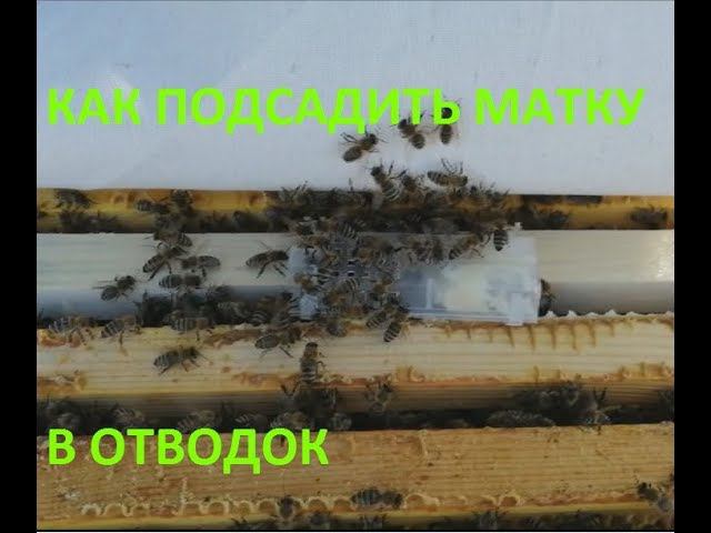 Как подсадить матку в отводок? Видео, как сделать отводок? смотреть онлайн