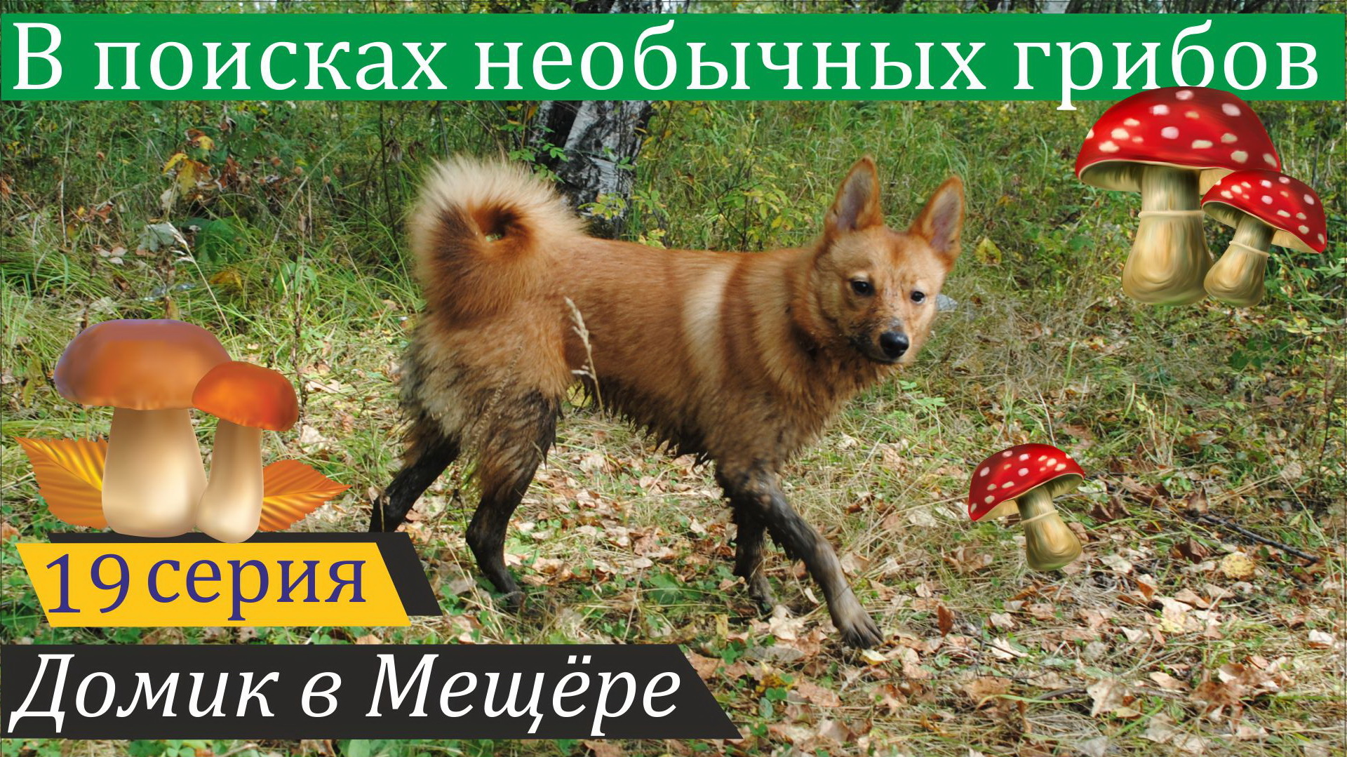 Прогулка в Подмосковный лес. Домик в Мещёре, серия 19 смотреть онлайн