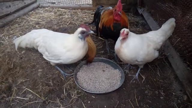 #Shorts # кормление кур породы Феникс смотреть онлайн