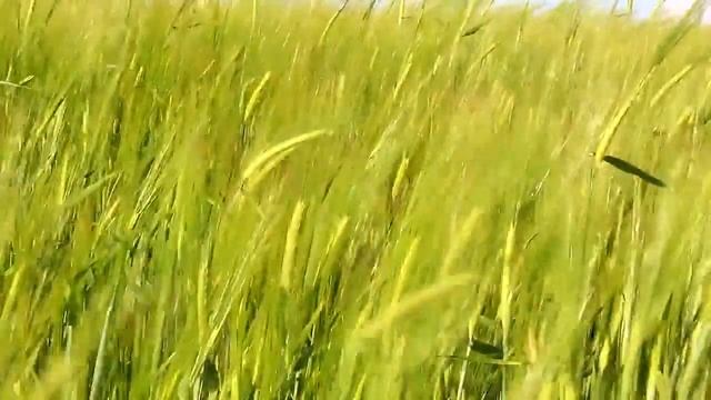 Медитация Колосья пшеницы ● Meditation Spikelets of wheat online video cutter com смотреть онлайн