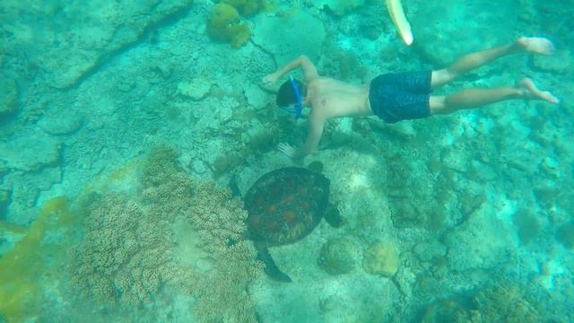 SEA TURTLE ISLAND! APO ISLAND, PHILIPPINES смотреть онлайн
