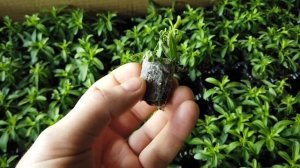 Крутит лист на петунии. Вянет политая рассада! Что ж такое?