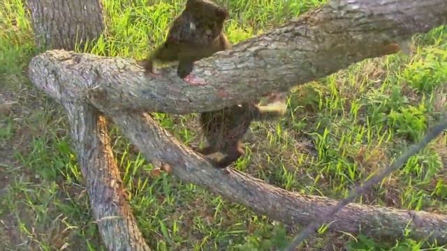 16_05_2020_Я и мой кот,просто КОТ.mp4 смотреть онлайн