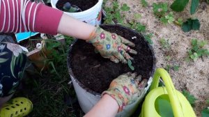 Огурцы ЗОЗУЛЯ - посадка