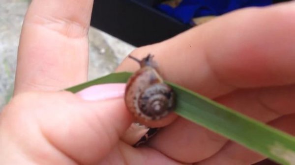 Маленькие улитки