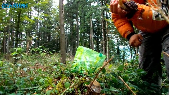 Дуже багато Опят( Опеньки,Підпиньки )САЛАМАНДРА В РУКАХ .с.Багна .Нові місця ШОК. 8.10.2017 Частина смотреть онлайн