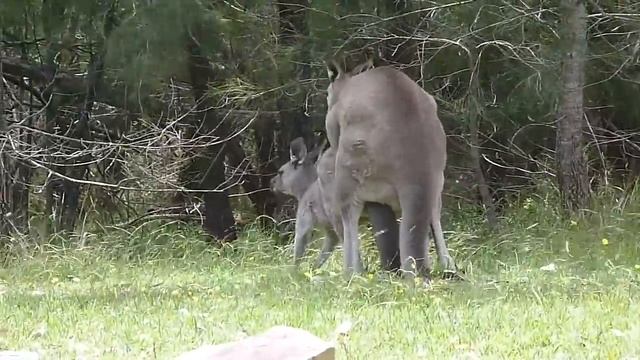 Australian Wildlife: Eastern Grey Kangaroos Mating смотреть онлайн