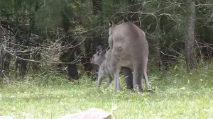 Australian Wildlife: Eastern Grey Kangaroos Mating