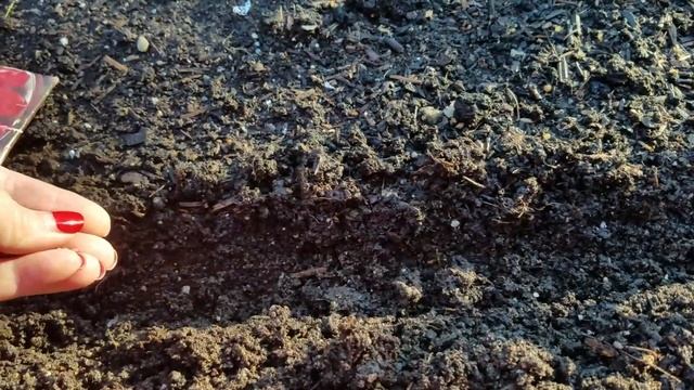 Сеем РЕДИС на грядку. Как посеять РЕДИСКУ без труда. смотреть онлайн