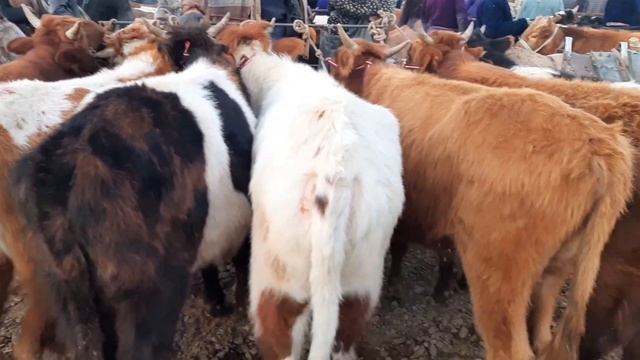 BUXORO G'IJDUVON MOL BOZOR .БУХОРО ГИЖДУВОН МОЛ БОЗОР.9 декабря 2020 г.