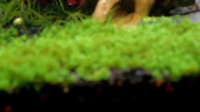 Planted Aquarium; Dwarf Baby Tears, Fire Red Shrimp, Cherry Shrimp смотреть онлайн