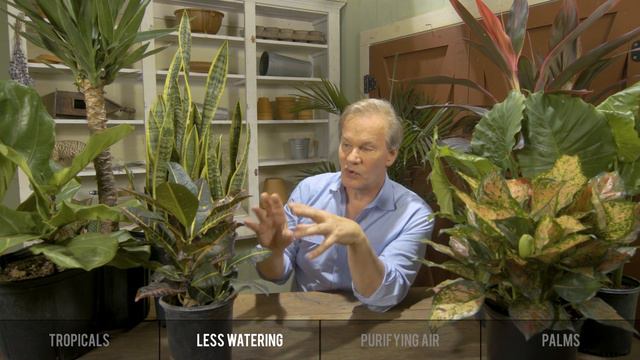 Houseplant Care & Tips: Garden Home VLOG (2019) 4K смотреть онлайн