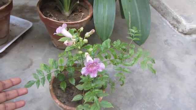 Beautiful Pink Trumpet Vine | How To Grow & Care Podranea Flower | Hindi/Urdu смотреть онлайн