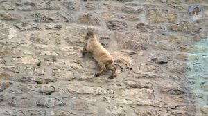 ?Как Горные Козлы Удерживаются на Скалах и Зачем Они Лезут на Отвесные Дамбы!