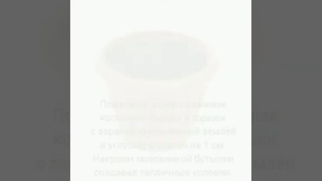 Выращивание граната в домашних условиях. смотреть онлайн