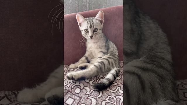 Милейший котёнок раскраска Вискас в добрые заботливые руки ! смотреть онлайн