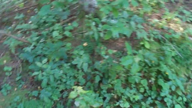 Белые в старых ельниках 03 09 2020 смотреть онлайн