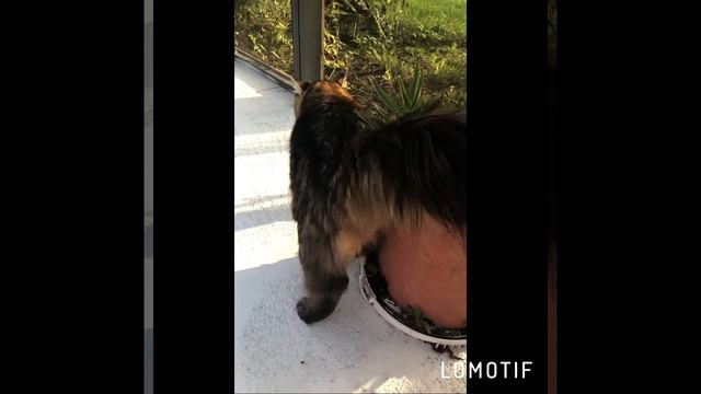 Siberian cats , fluffy tail Cutie Nicholas-siberiansFlorida смотреть онлайн