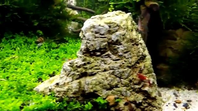 Natural planted Aquarium.. SARKAR AQUAWORLD Indore смотреть онлайн