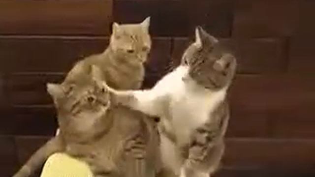 Эммм… странно кот помог коту и кот молится?!!!? смотреть онлайн