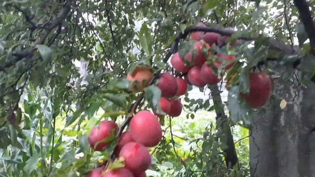 Созрела алыча "Кубанская -комета" смотреть онлайн