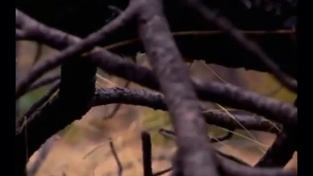 Как быстро построить укрытие в лесу. смотреть онлайн