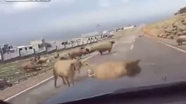 Вот что значит баран смотреть онлайн