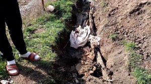 Куда девать перепелиный навоз. Серия 2. Органическая грядка.