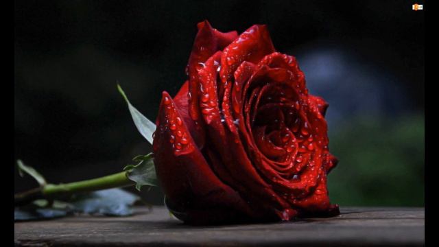 adusi ley pey bomba kayfda смотреть онлайн