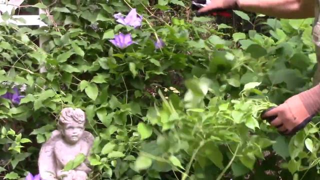 Pruning Clematis While In Bloom