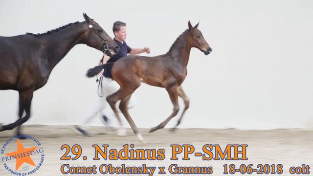 29 Nadinus PP SMH v. Cornet Obolensky x Grannus www.prinsjesdag.eu смотреть онлайн
