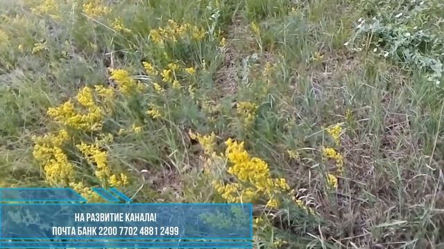 Подмаренник настоящий.(Марена жёлтая). смотреть онлайн