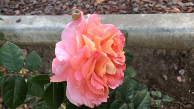 Роза Августа Луиза. Сад в октябре. Утро в саду! смотреть онлайн