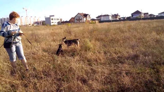 Лайка и остальные. Серия 108.