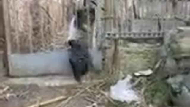 Жесть. Вороне как-то бог послал пса и кота смотреть онлайн