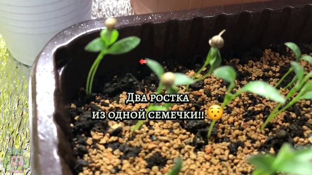 6. Зимний огород без фитоламп. Странные растения. смотреть онлайн