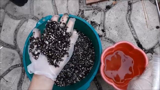 Укоренение клематисов и роз черенками летом . Результат укоренения. смотреть онлайн