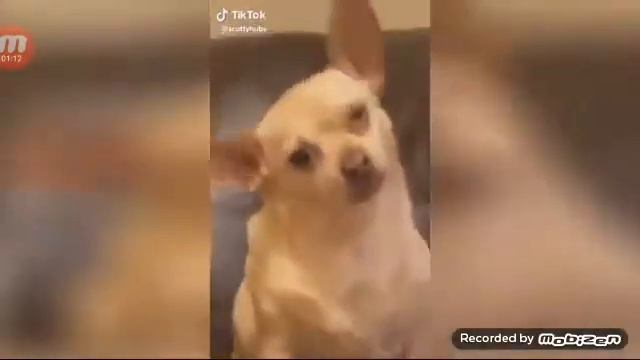Смешные видео про животних (сорри звук немного плохой) смотреть онлайн