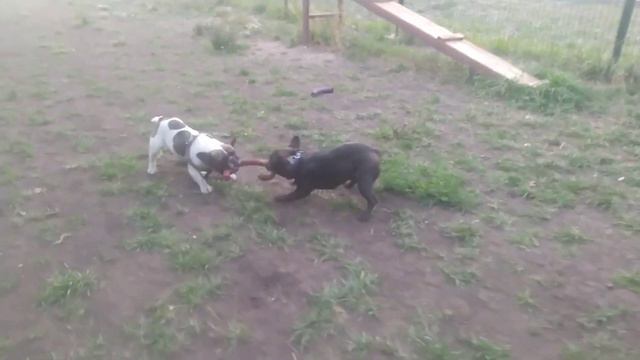 Два бульдога играют! Милота! смотреть онлайн